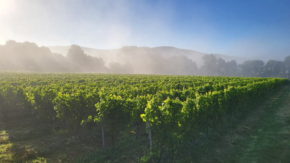 Here's to a sparkling summer at Two Beacons Vineyard