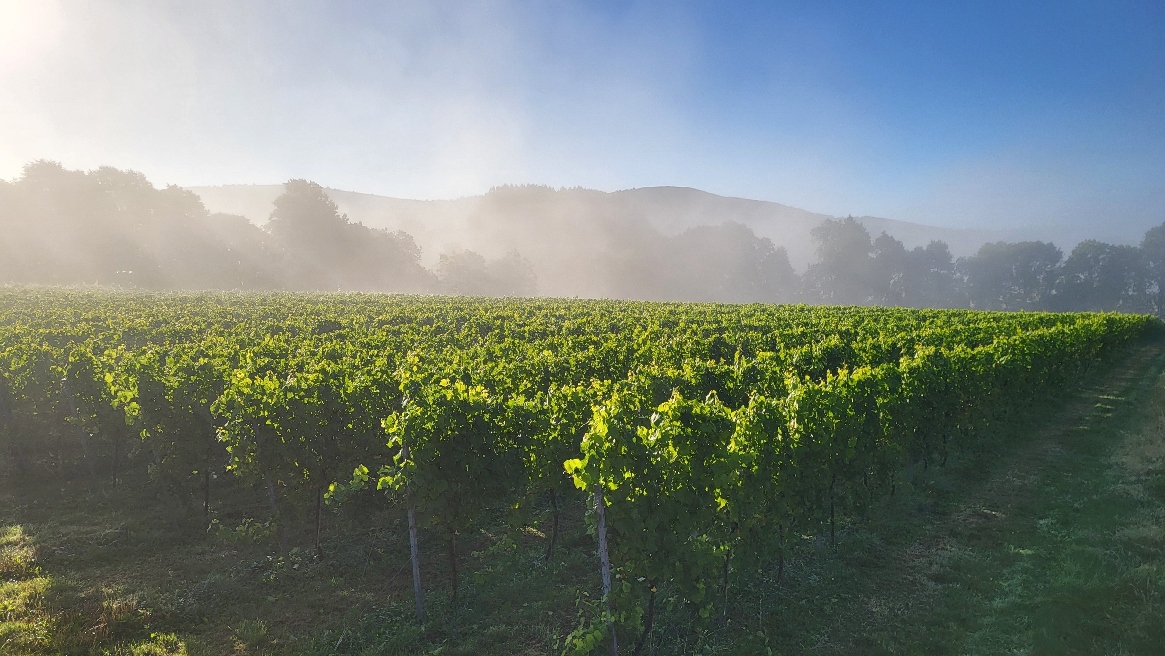 Here's to a sparkling summer at Two Beacons Vineyard
