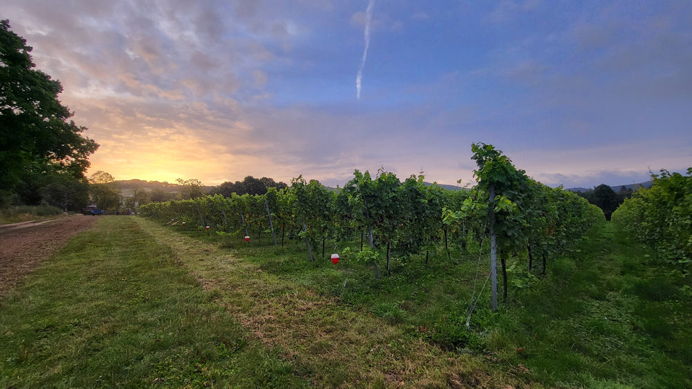 Spring awakens at Two Beacons Vineyard