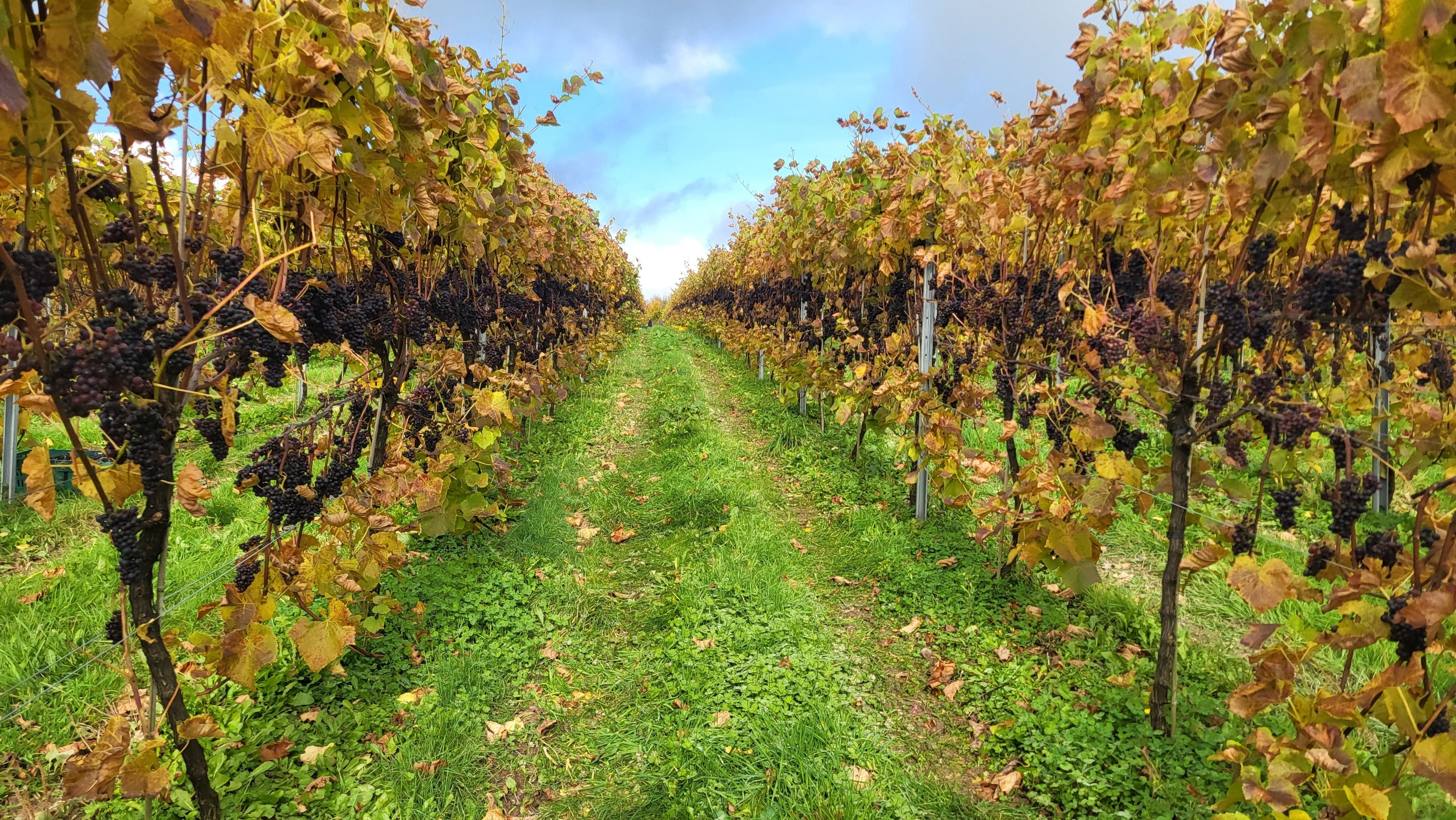 Harvest, harvest, harvest!