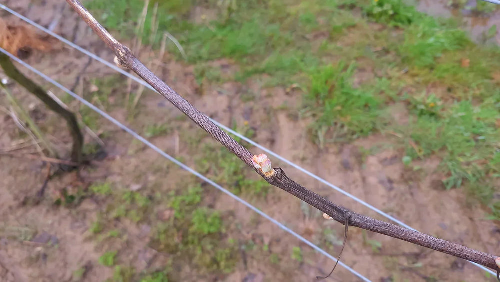 Tying Down and Bud Burst 2024