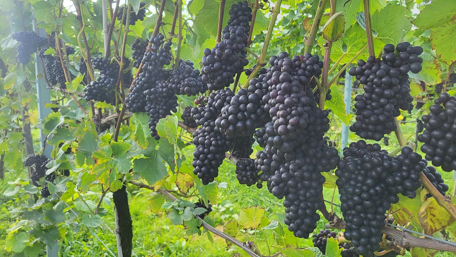 Getting ready for harvest