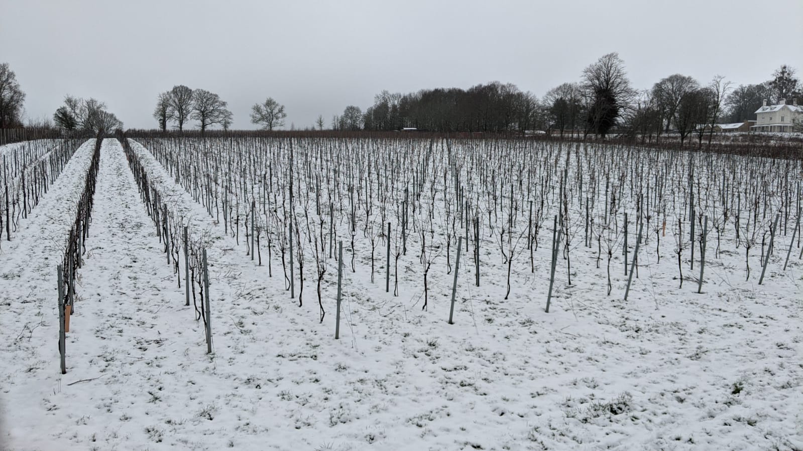 Removing prunings from the wires in the snow