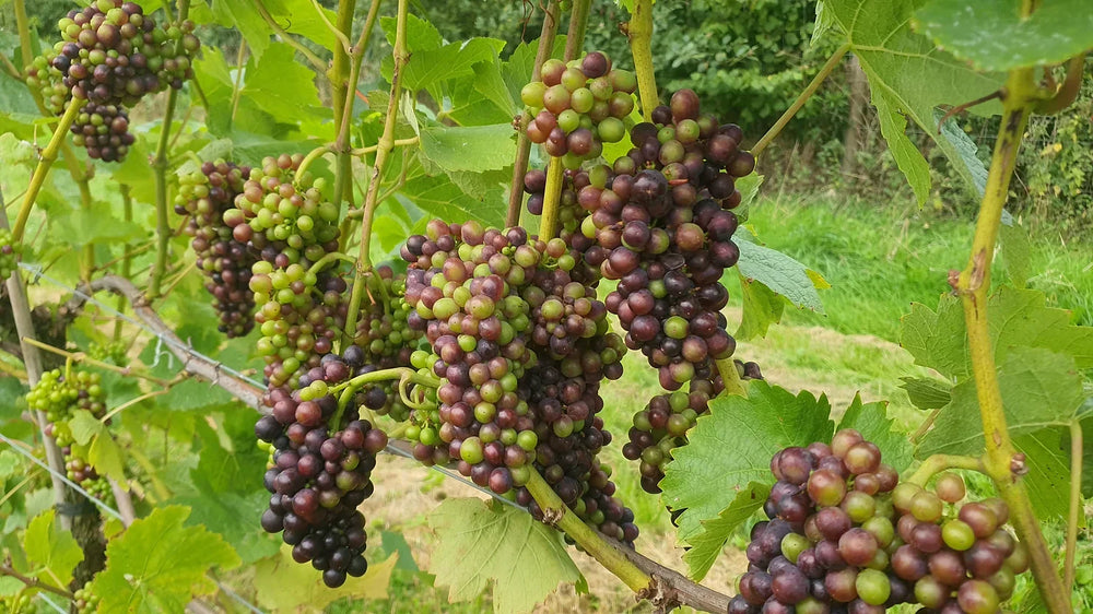 Been Awhile... Where's the sun?