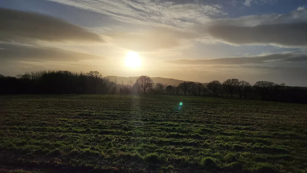 A sunset in the second vineyard plot...
