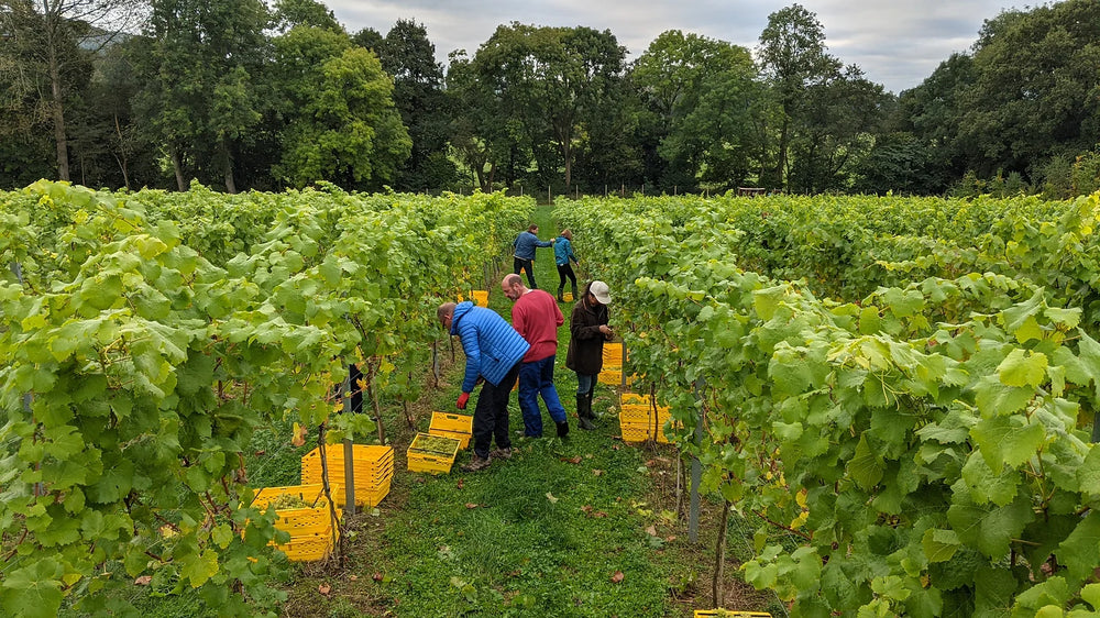 Bacchus Harvest: October 2021