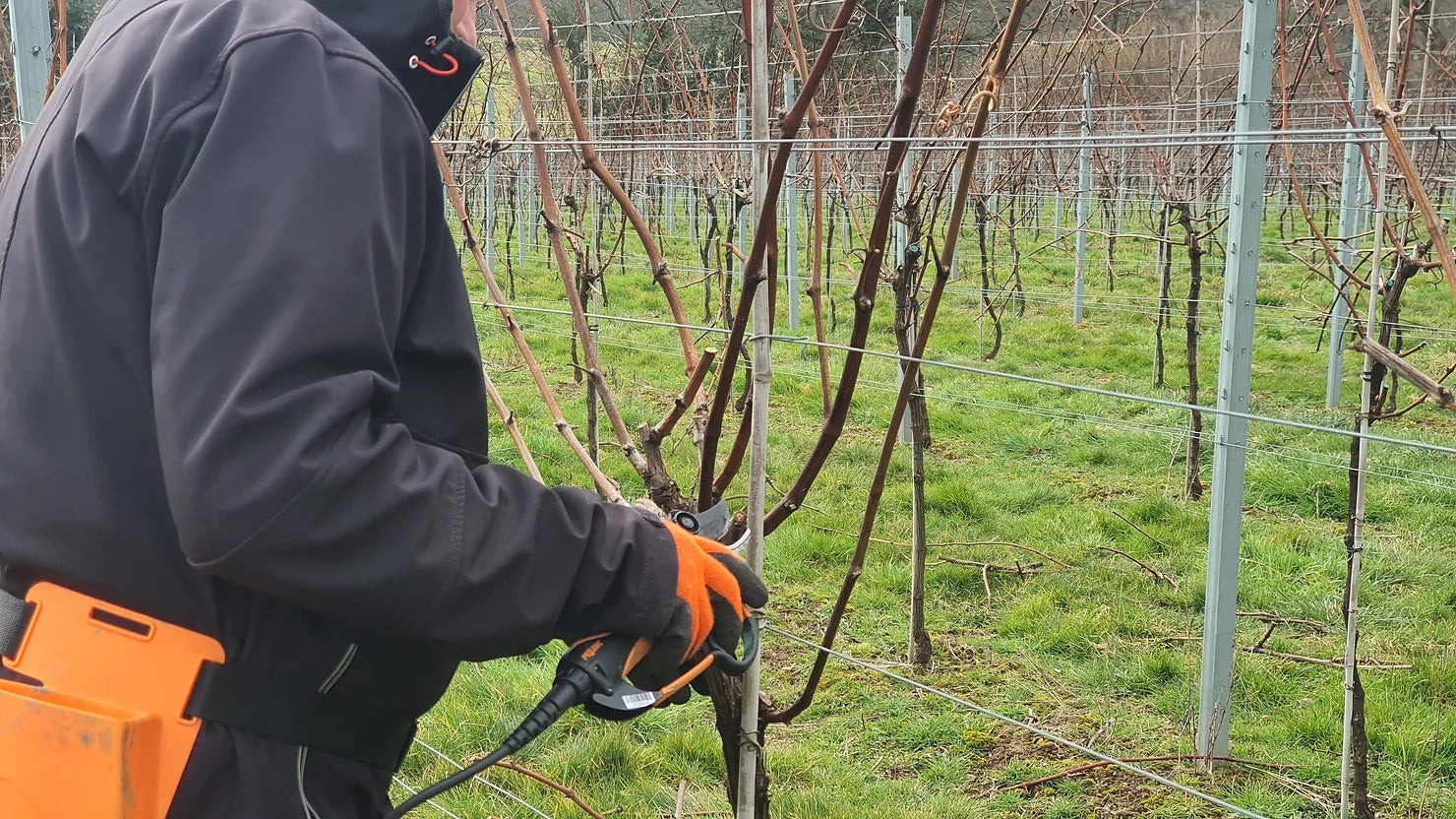 Pruning February 2023
