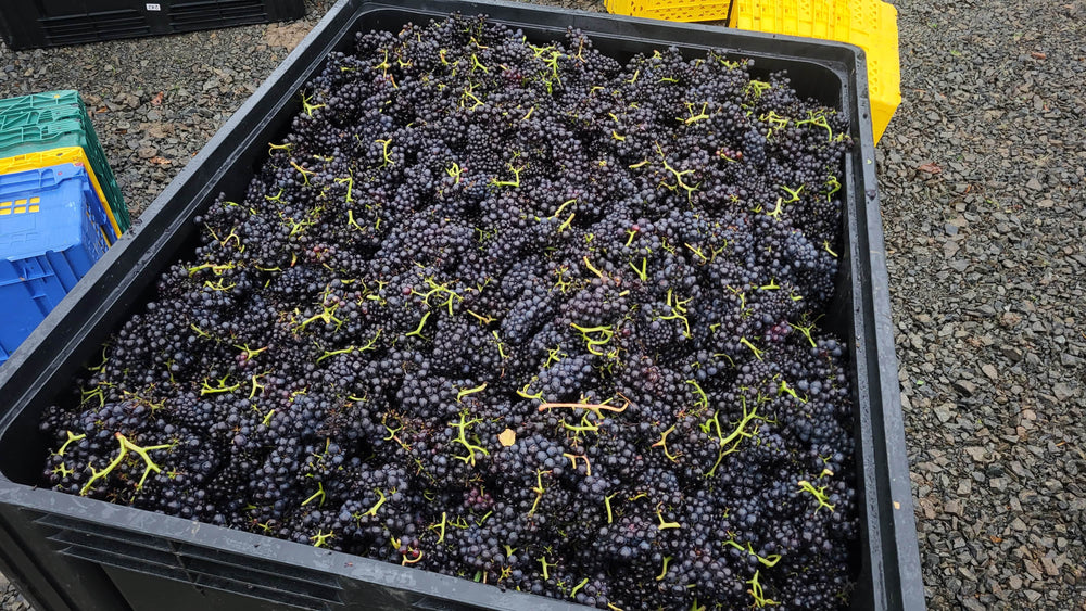 Harvest, harvest, harvest! - Pinot Noir Précoce