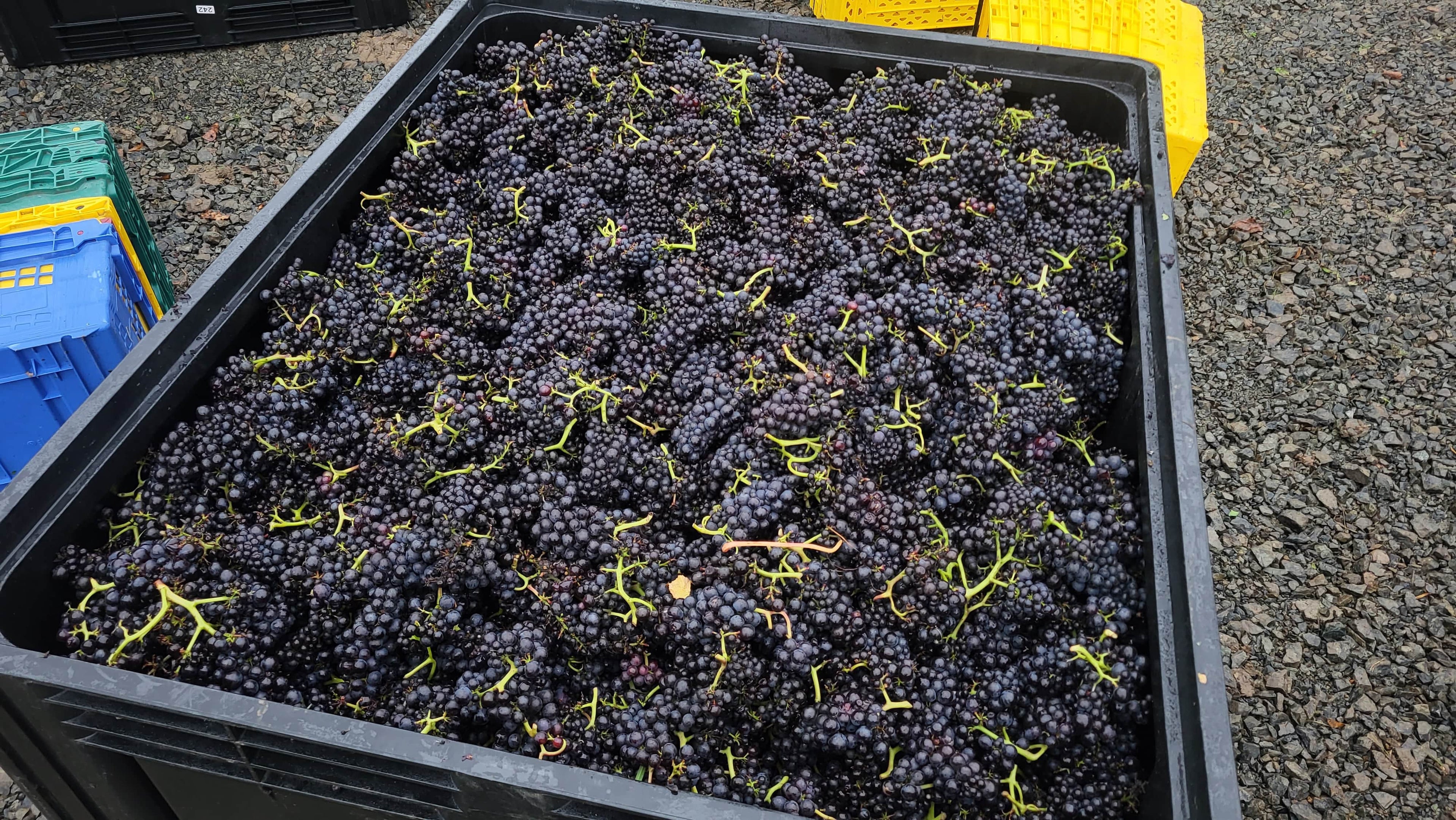 Harvest, harvest, harvest! - Pinot Noir Précoce