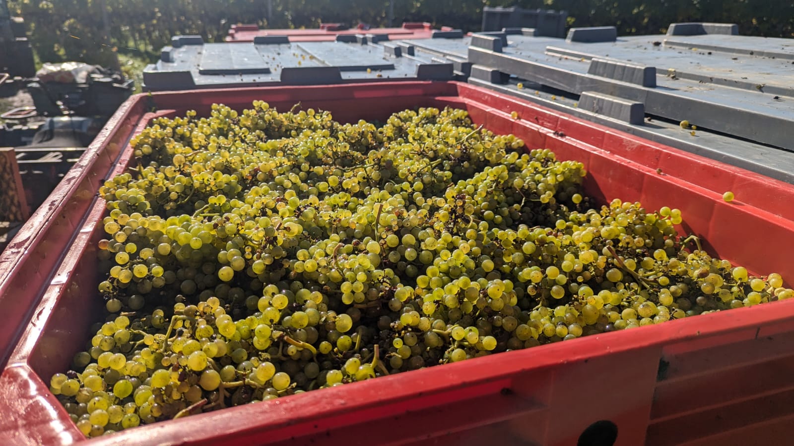 Harvest, harvest, Harvest! - Bacchus