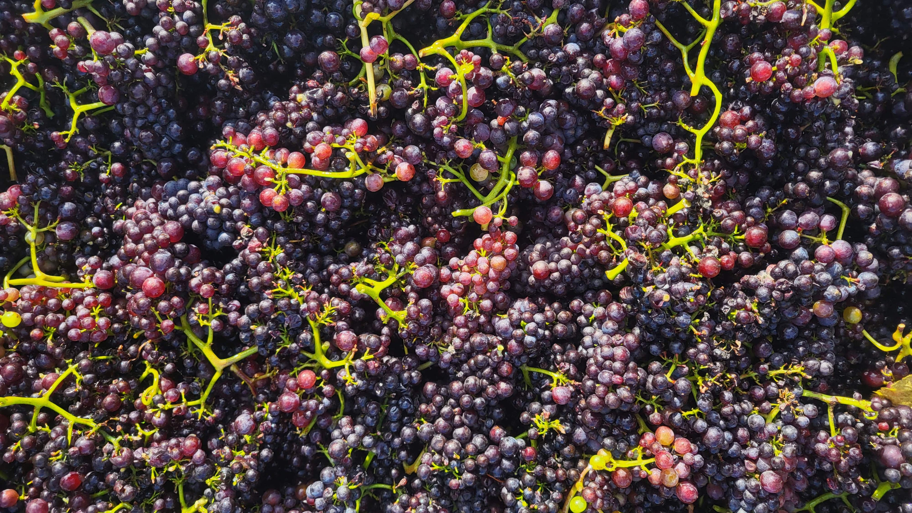 Harvest, harvest, harvest! - Pinot Noir