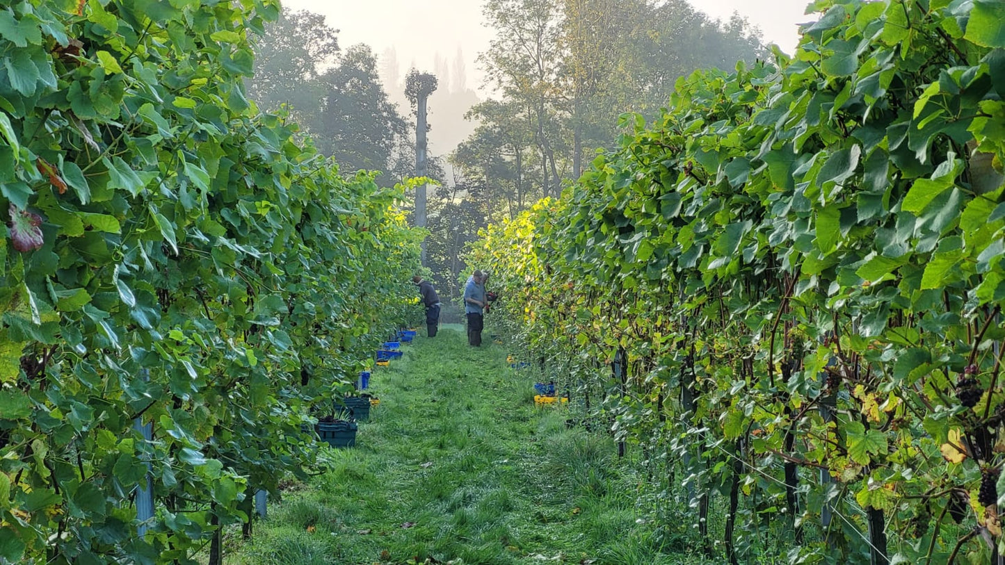 Vineyard Tour & Tasting