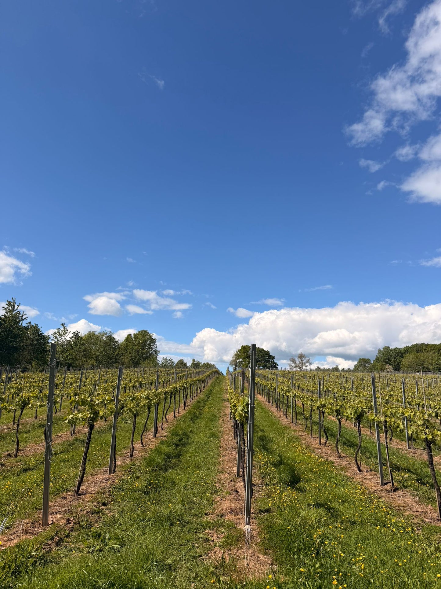 Putt & Pour at Two Beacons Vineyard